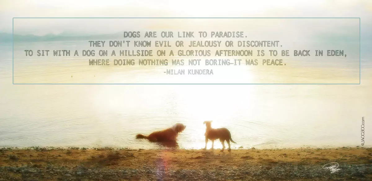 dogs-are-our-link-to-paradise