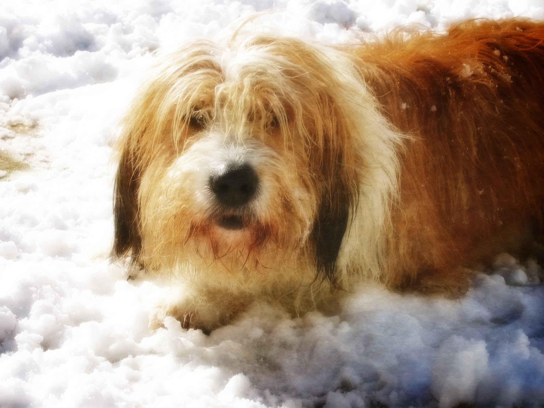 Rasty Loves Snow